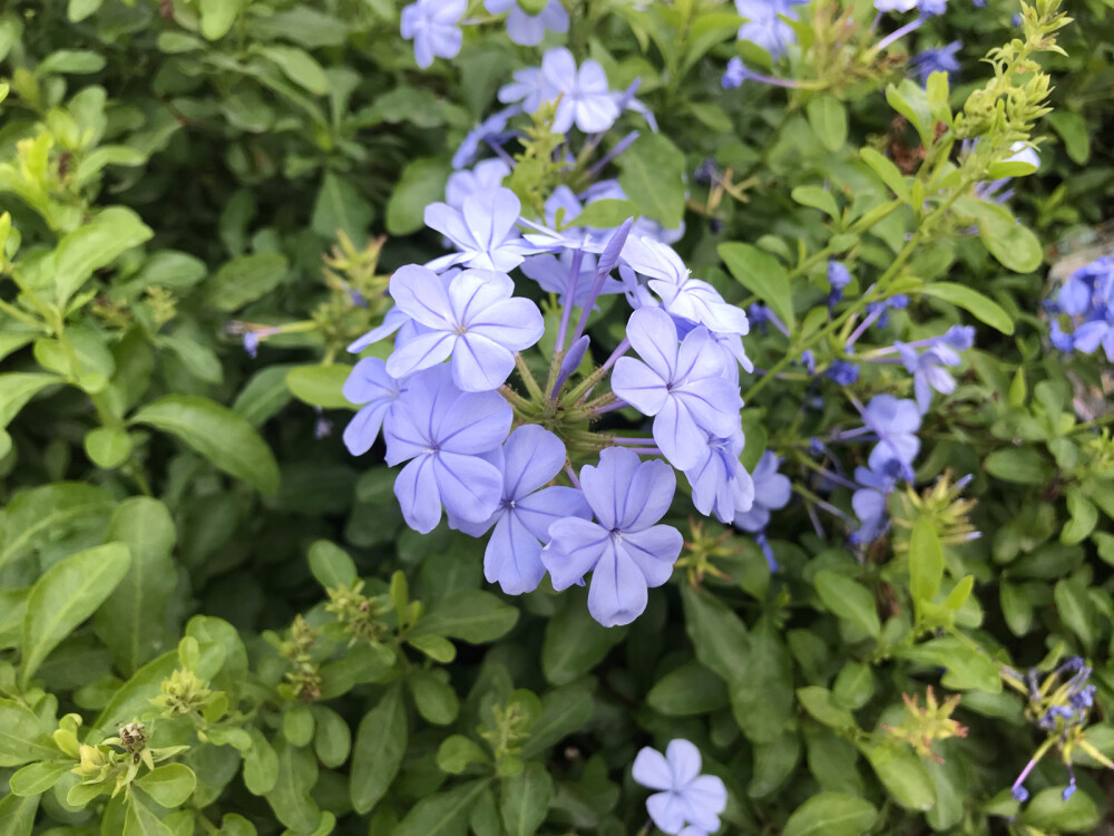 立冬的花开
淡紫的诠释
