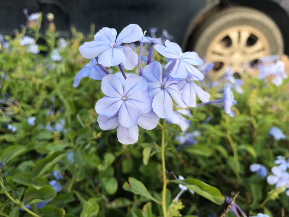 立冬的花开
淡紫的诠释
