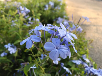 立冬的花开
淡紫的诠释
