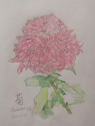 菊