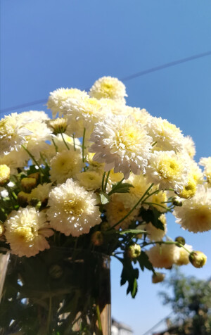 浓浓花絮数不清