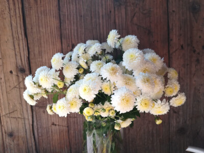 秋菊