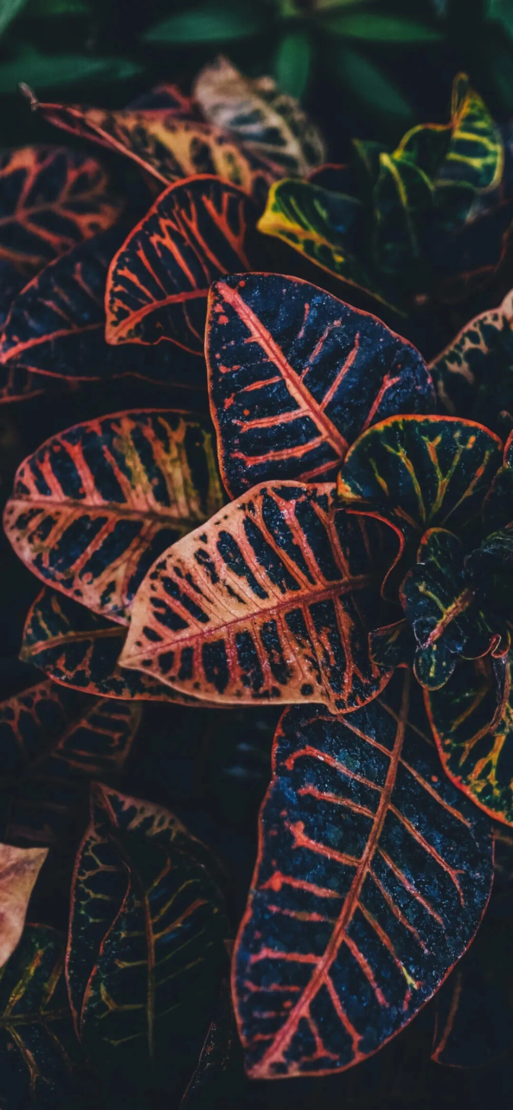 全面屏高清壁纸