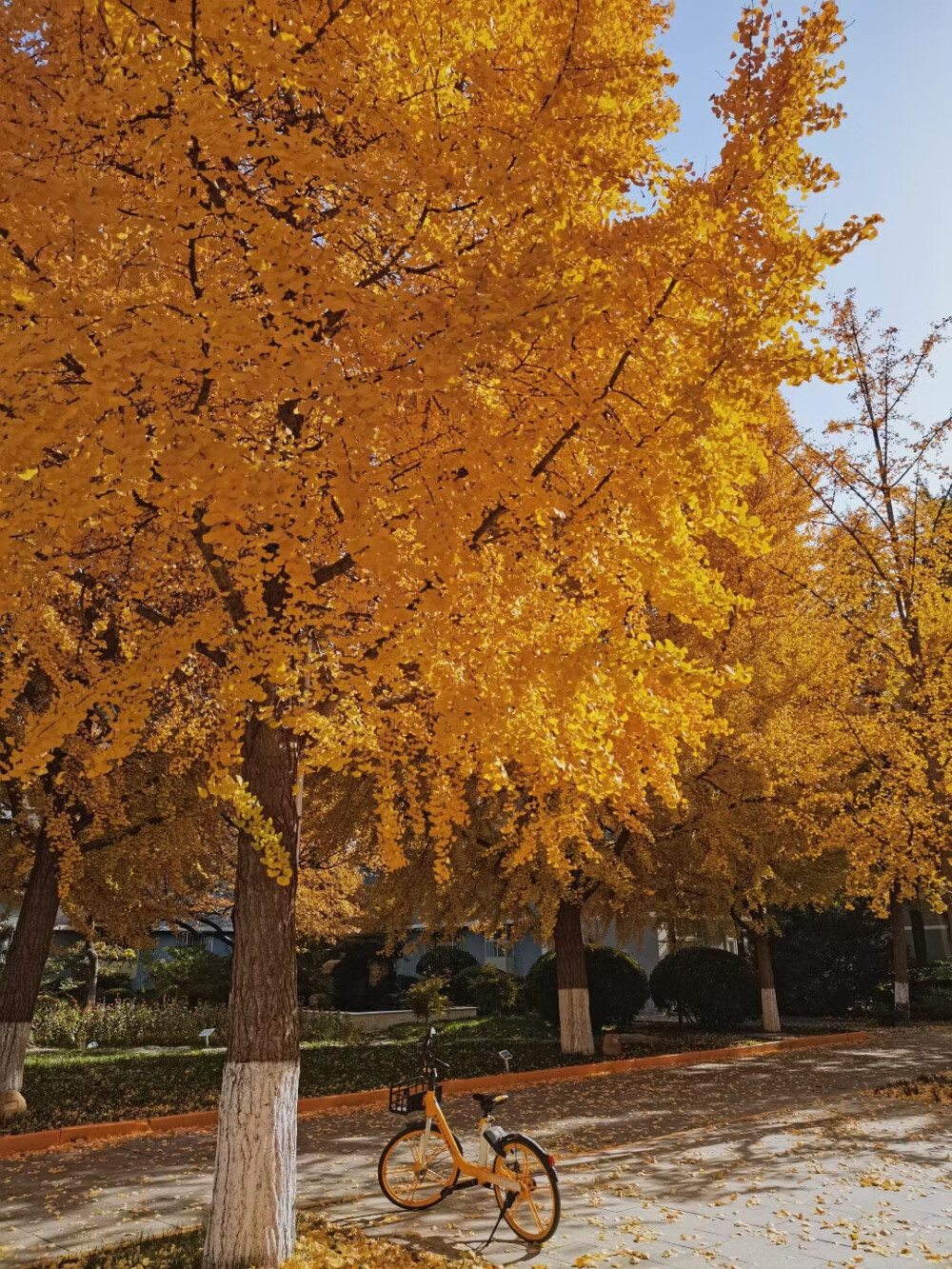 图片来自京师学工