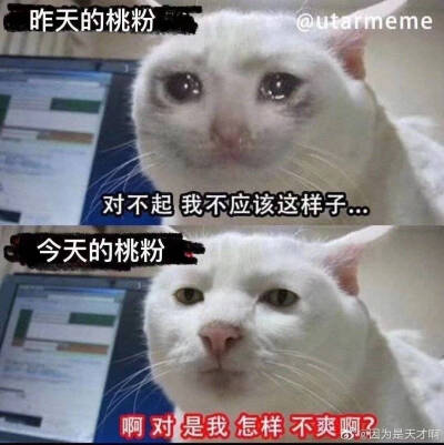 表情包