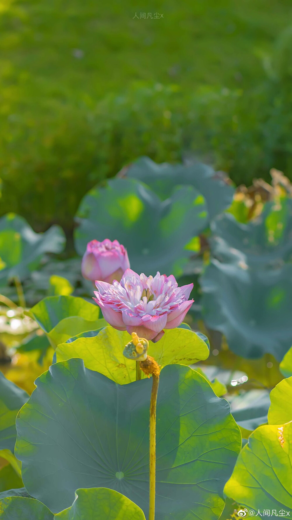 #摄影#
荷 花 不 知 道 自 己 就 是 夏天。
/
摄影@人间凡尘x
#收集每日美好##荷花##来拍一夏# ​