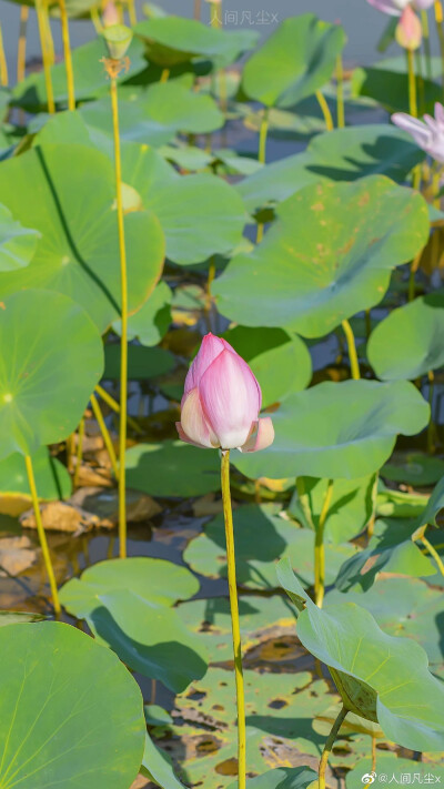 #摄影#
荷 花 不 知 道 自 己 就 是 夏天。
/
摄影@人间凡尘x
#收集每日美好##荷花##来拍一夏# ​