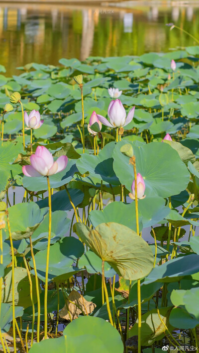 #摄影#
荷 花 不 知 道 自 己 就 是 夏天。
/
摄影@人间凡尘x
#收集每日美好##荷花##来拍一夏# ​