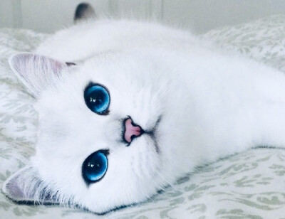 蓝眼睛
