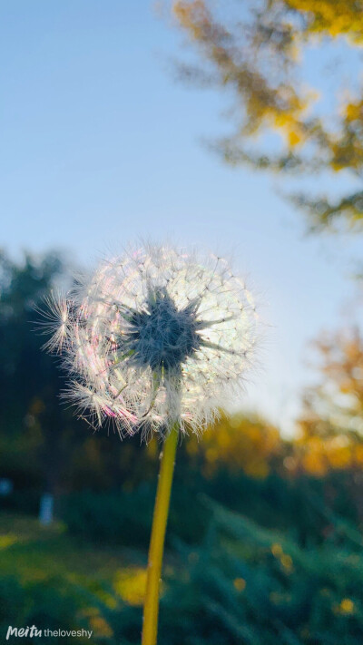 蒲公英的约定～