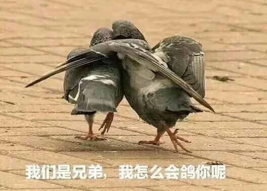 表情包