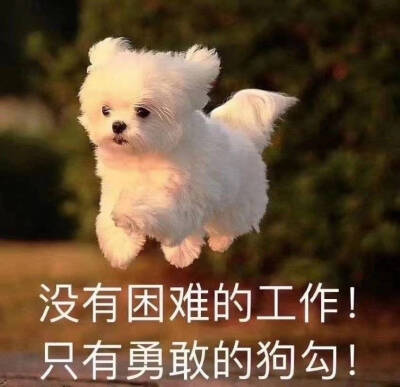 狗狗表情包 可爱