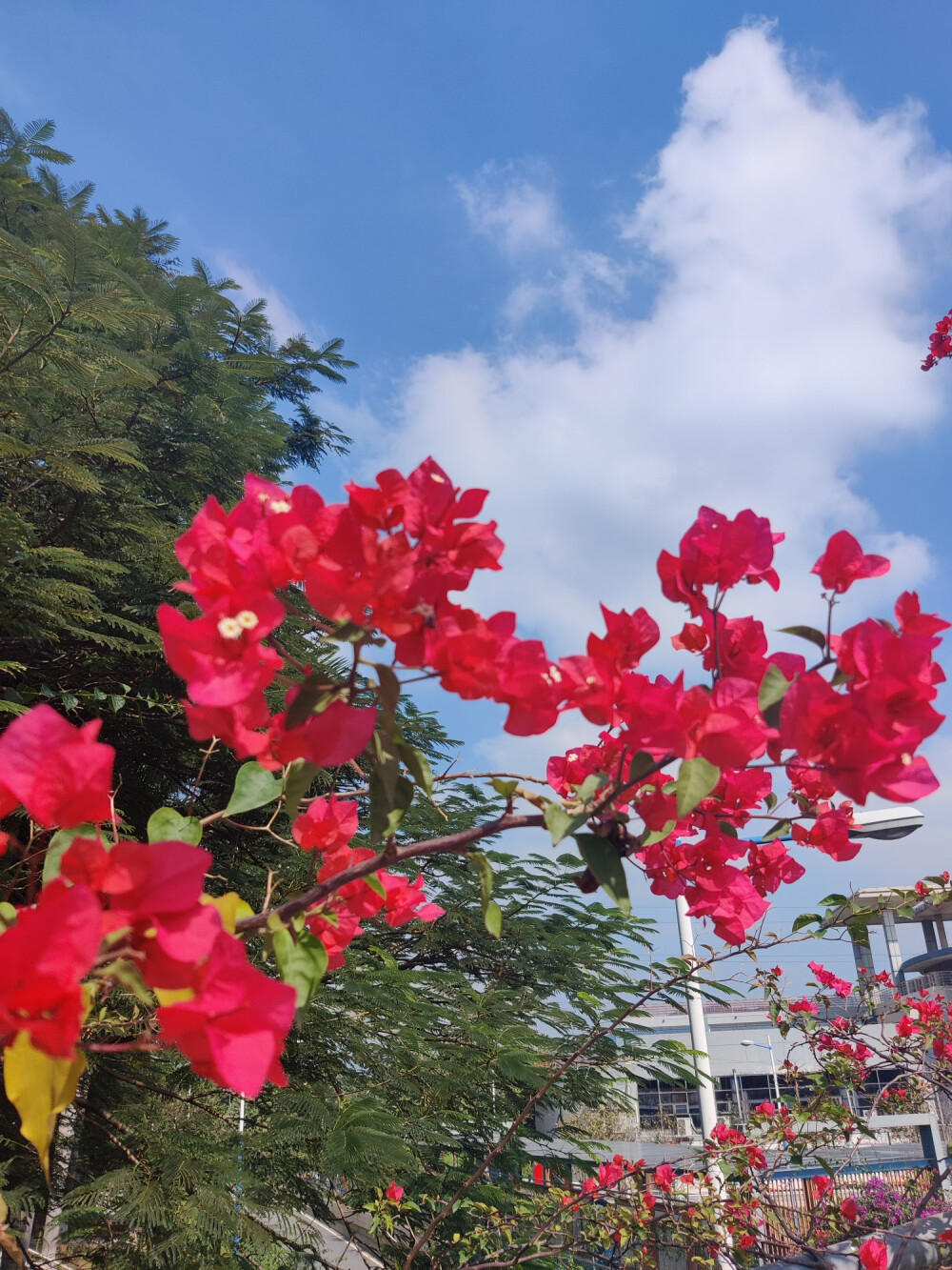 学校的花开了