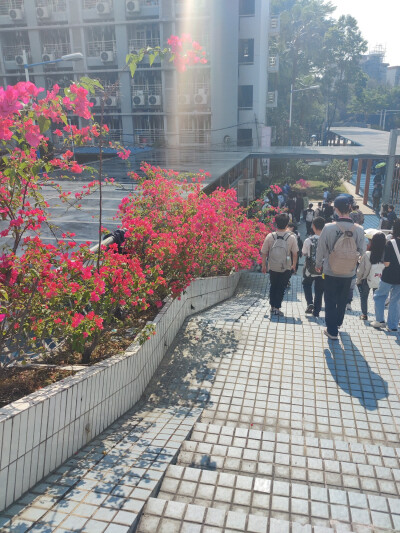 学校的花开了