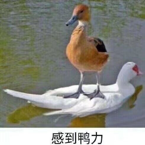 表情包