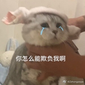 可可爱爱小猫猫