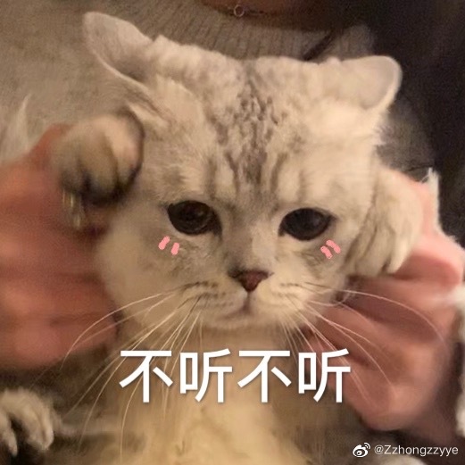 可可爱爱小猫猫