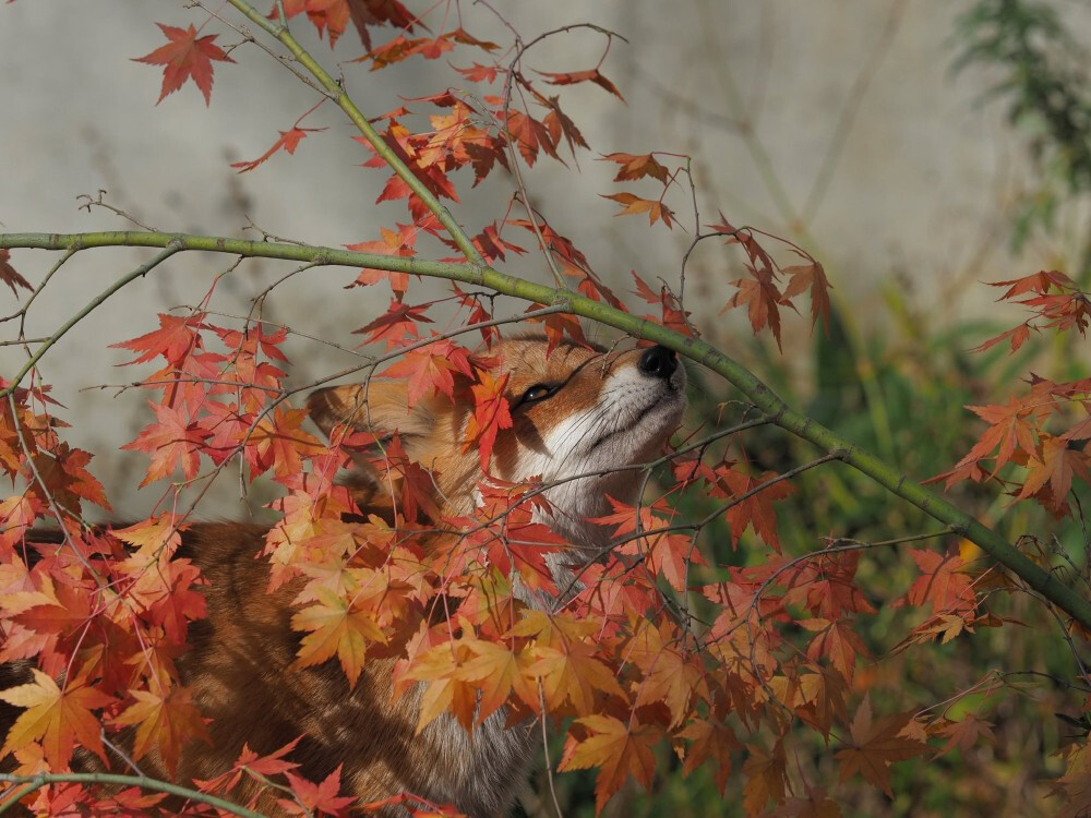 狐狸