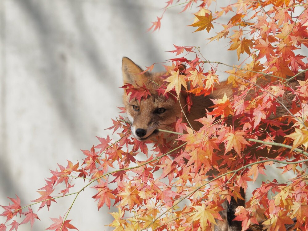 狐狸