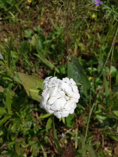 奇花异草