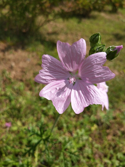 奇花异草