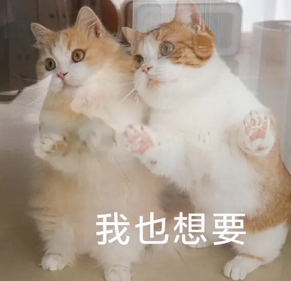 表情包
cr花花与三猫catlive