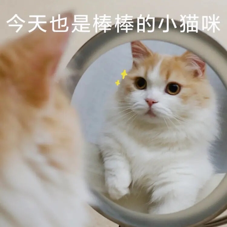 表情包
cr花花与三猫catlive