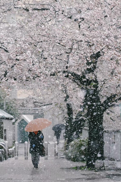 樱花带雪的冬日
