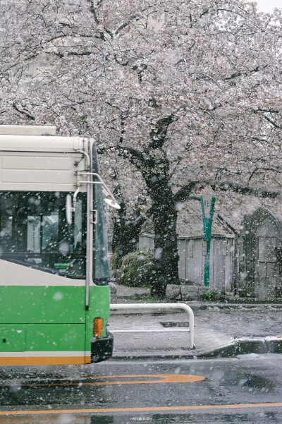 樱花带雪的冬日
