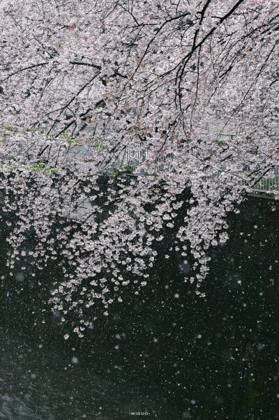 樱花带雪的冬日
