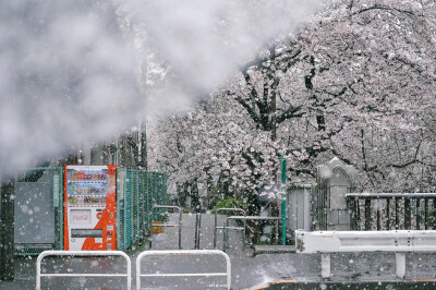 樱花带雪的冬日
