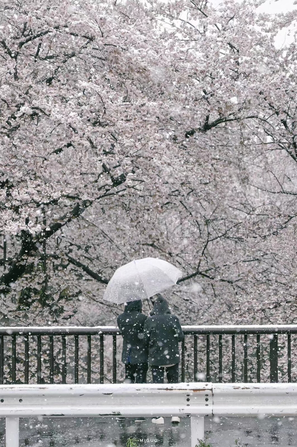 樱花带雪的冬日
