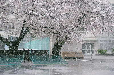 樱花带雪的冬日
