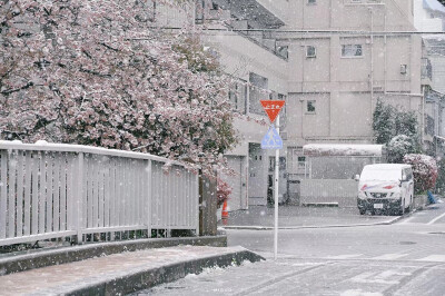 樱花带雪的冬日
