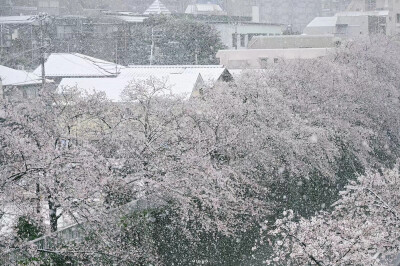 樱花带雪的冬日
