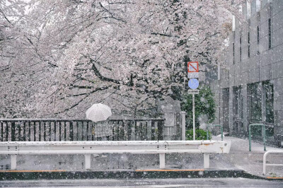 樱花带雪的冬日
