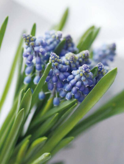 迷你葡萄风信子（蓝壶花）
Muscari
花语：魔幻