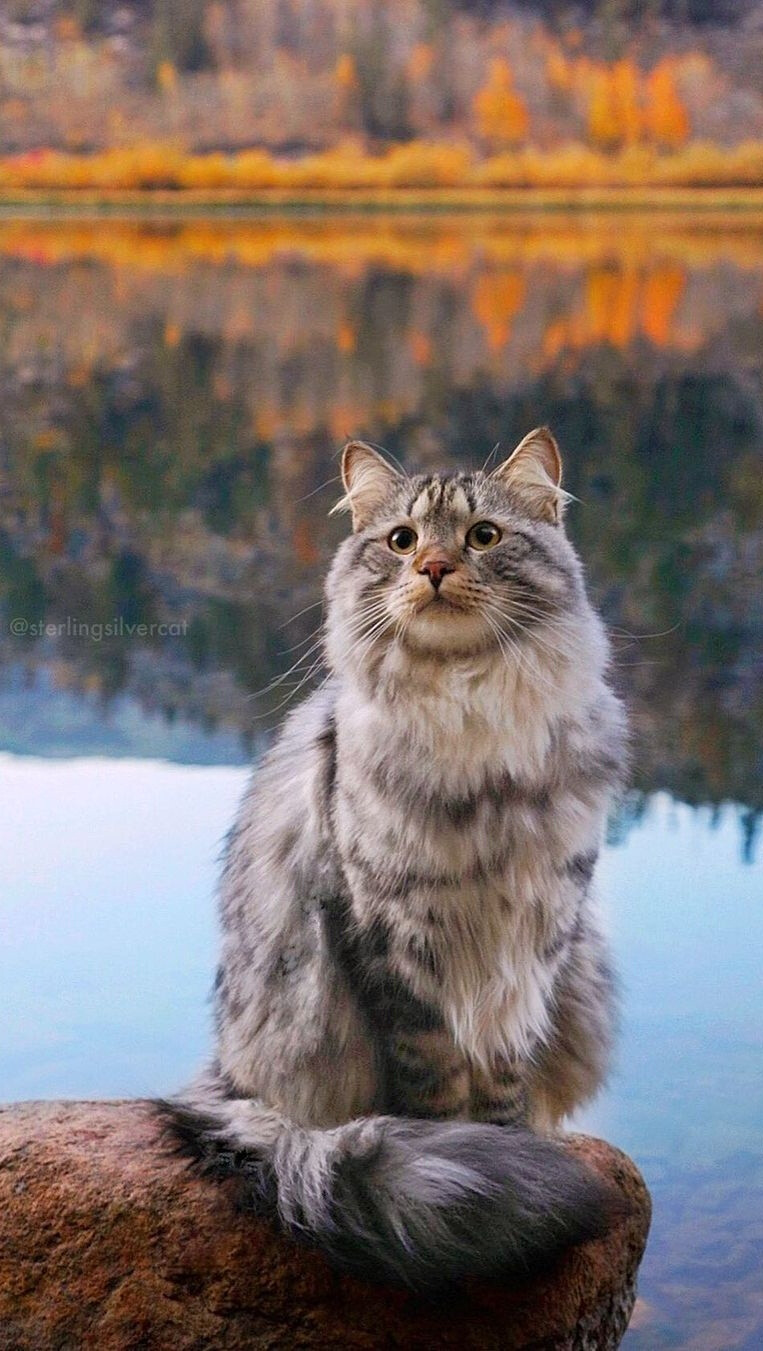 一只有着帅气大尾巴哒西伯利亚森林喵 sterlingsilvercat