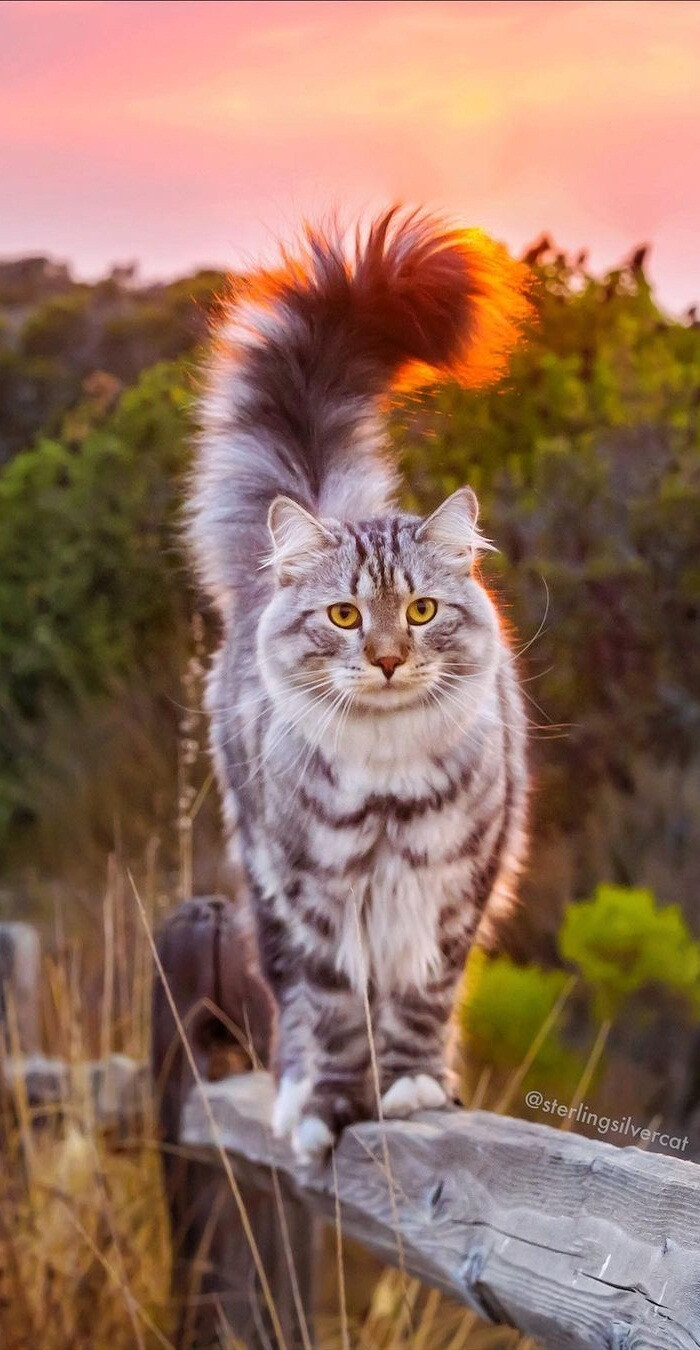 一只有着帅气大尾巴哒西伯利亚森林喵sterlingsilvercat