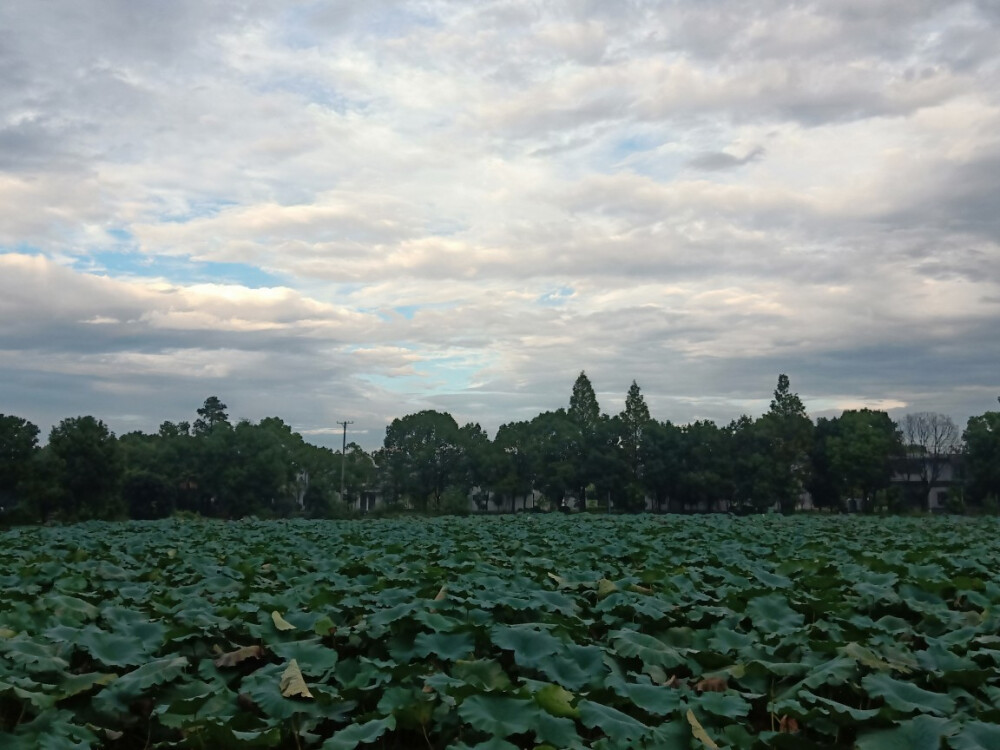 夏采莲子 冬挖藕