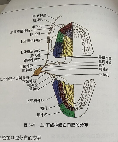 上下颌神经