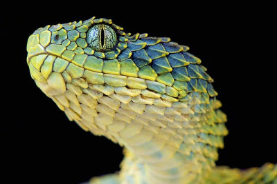 基伍树蝰（Atheris hispida）主要分布于中非。 ​