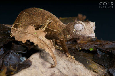 撒旦叶尾壁虎（Uroplatus phantasticus）可长到9厘米，生活在马达加斯加岛的中部偏东地区。这种蜥蜴能逼真地模仿干枯的树叶，可以像一片卷曲的树叶一样借助自己的叶尾卷起自己的整个身体。