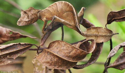 撒旦叶尾壁虎（Uroplatus phantasticus）可长到9厘米，生活在马达加斯加岛的中部偏东地区。这种蜥蜴能逼真地模仿干枯的树叶，可以像一片卷曲的树叶一样借助自己的叶尾卷起自己的整个身体。