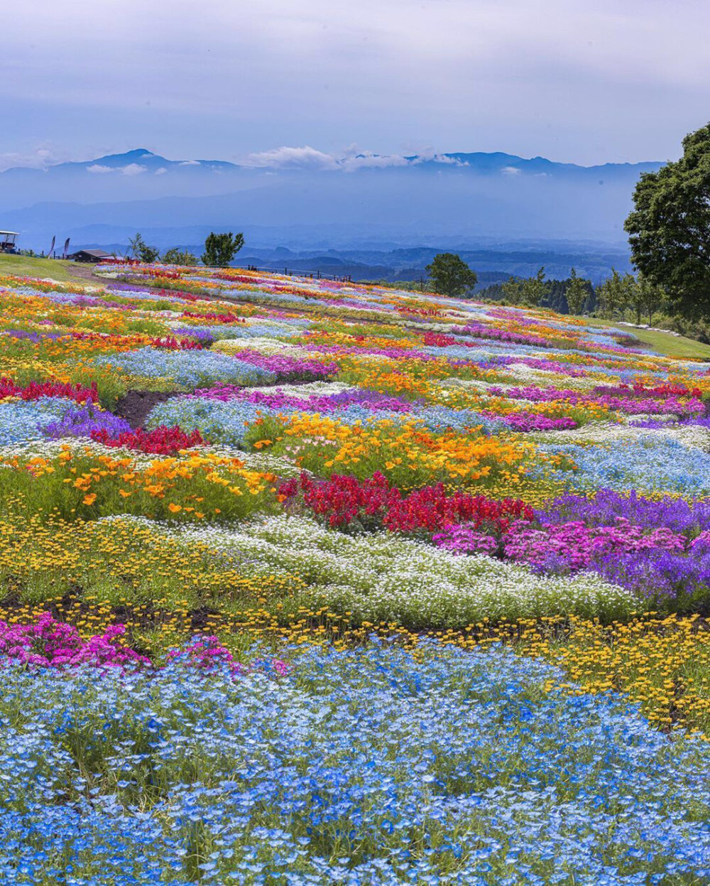 花海