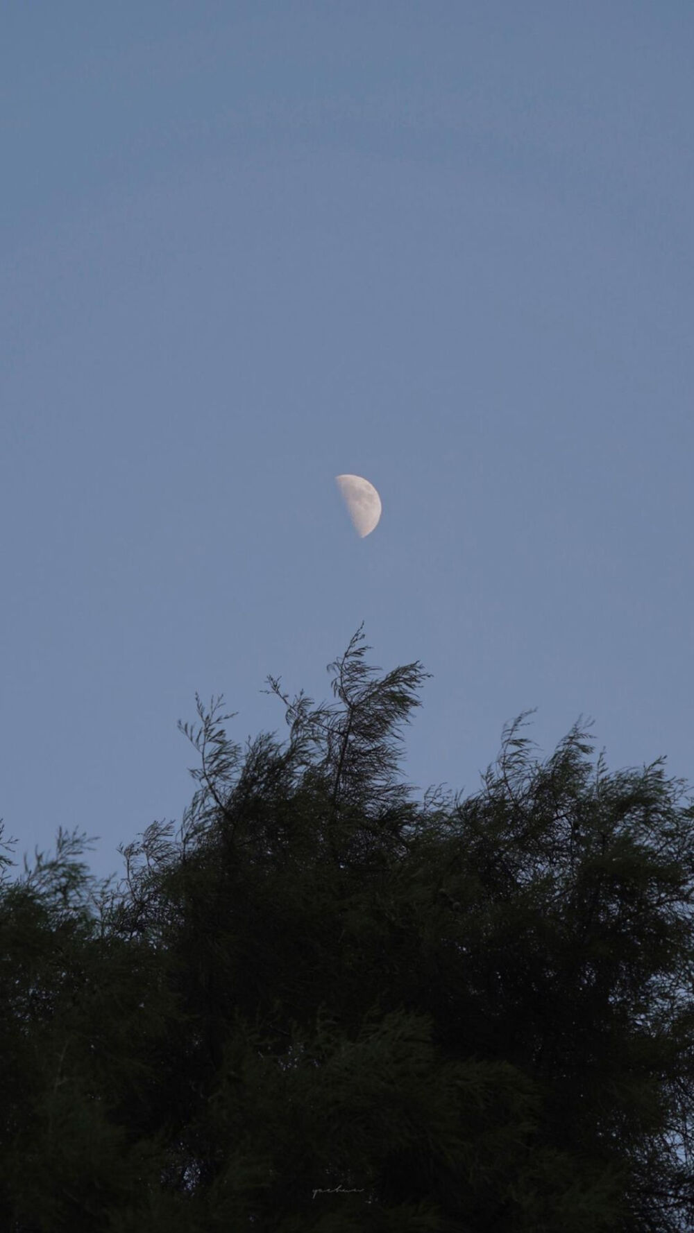 穿过挪威的森林让我走进你梦里 夕阳落在我的铠甲 王子不一定骑白马黑马王子四海为家 我是刘亦菲 现在是上午八点四十六分