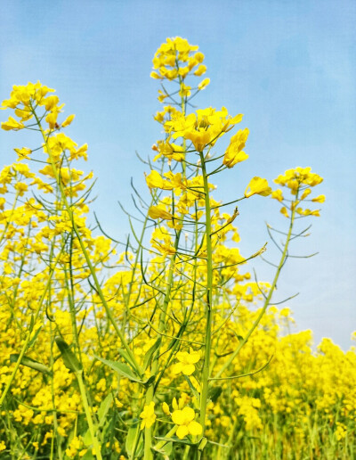 油菜花