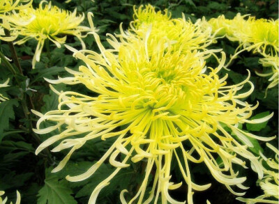秋菊