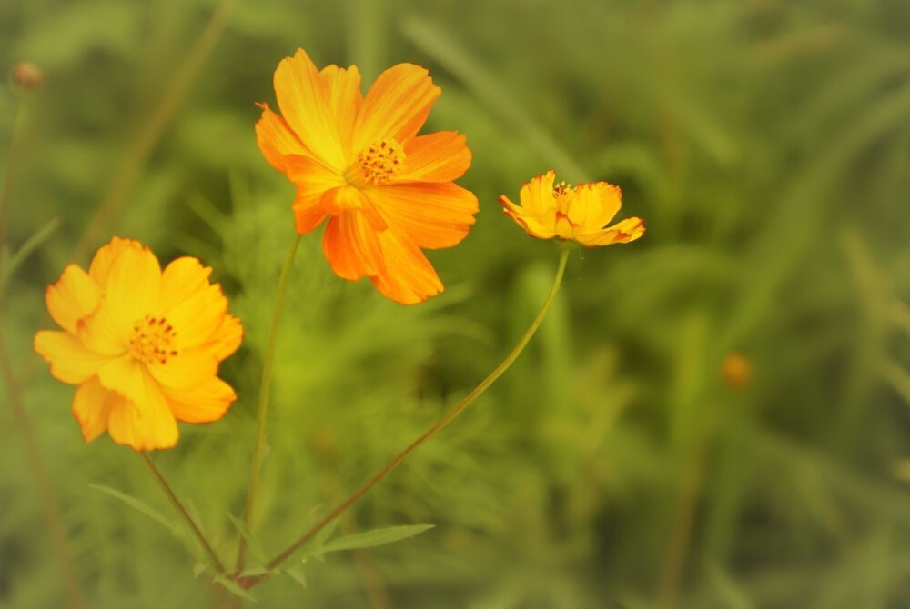 黄格桑花