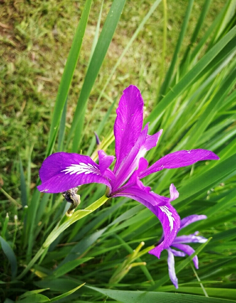 马兰花马兰花图片